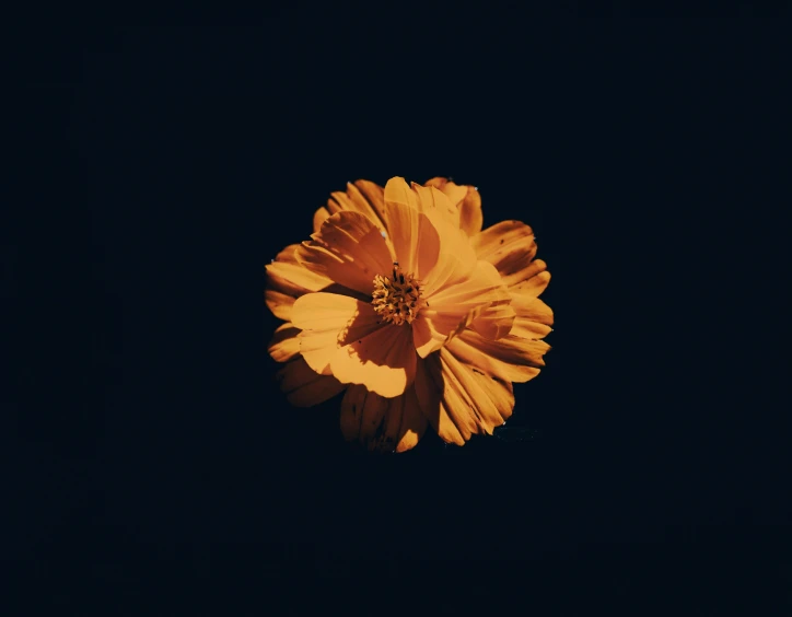 an orange flower with dark blue background