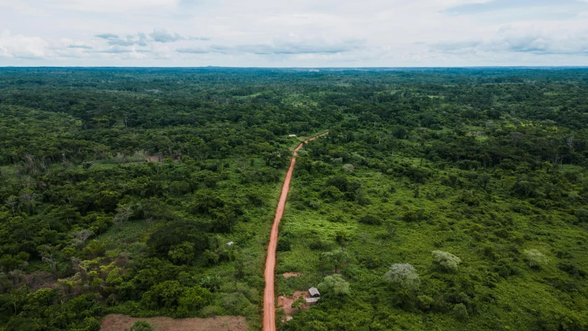 an aerial view of a green forest with a dirt road