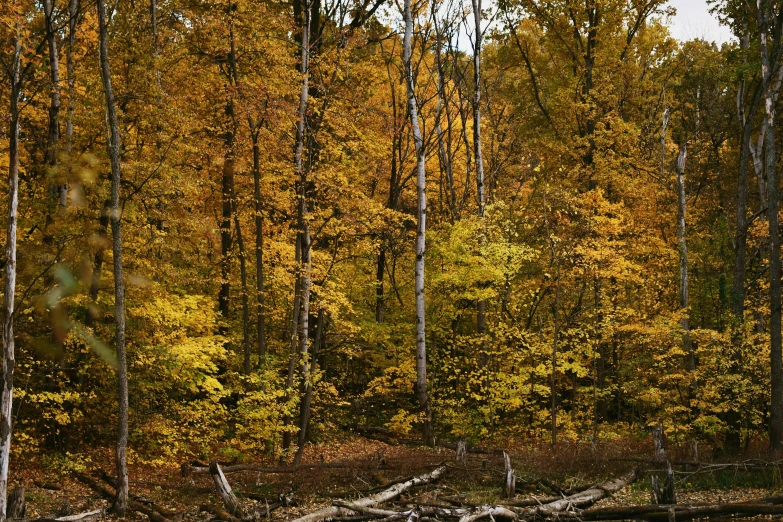 a view of a forest that has fallen trees and the leaves showing