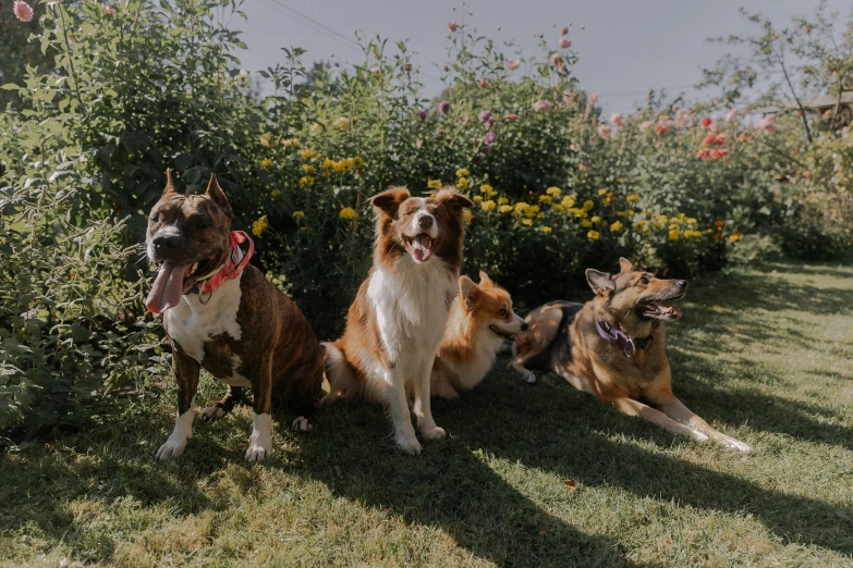 three dogs sitting in a garden near flowers