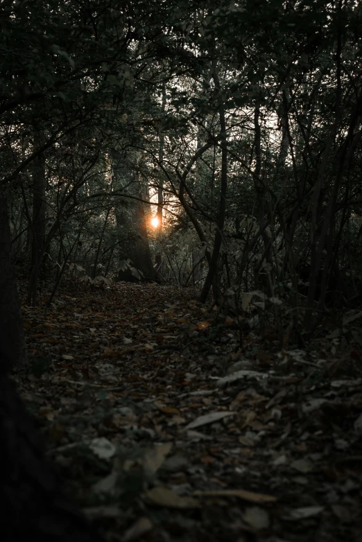 an image of light shining through the dark forest