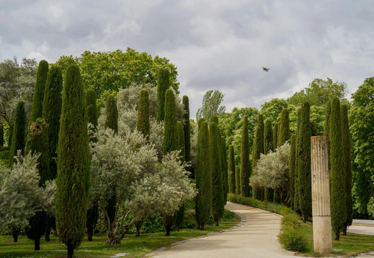 a gravel road that goes around tall trees