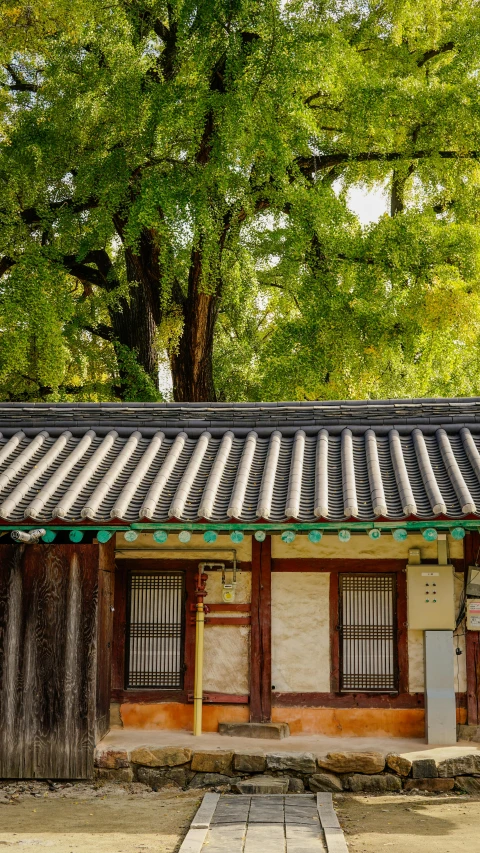 a tall tree sitting next to a small building