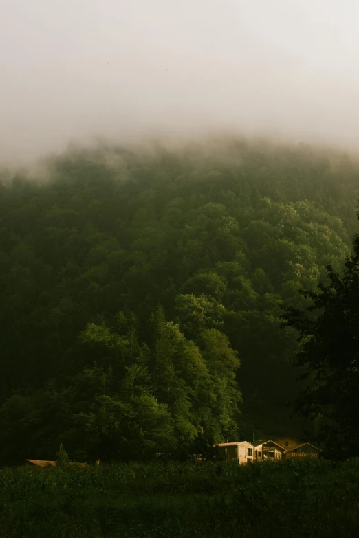 fog is in the valley surrounded by green trees