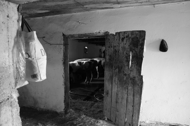 black and white pograph of doorway with door way to barn and cow