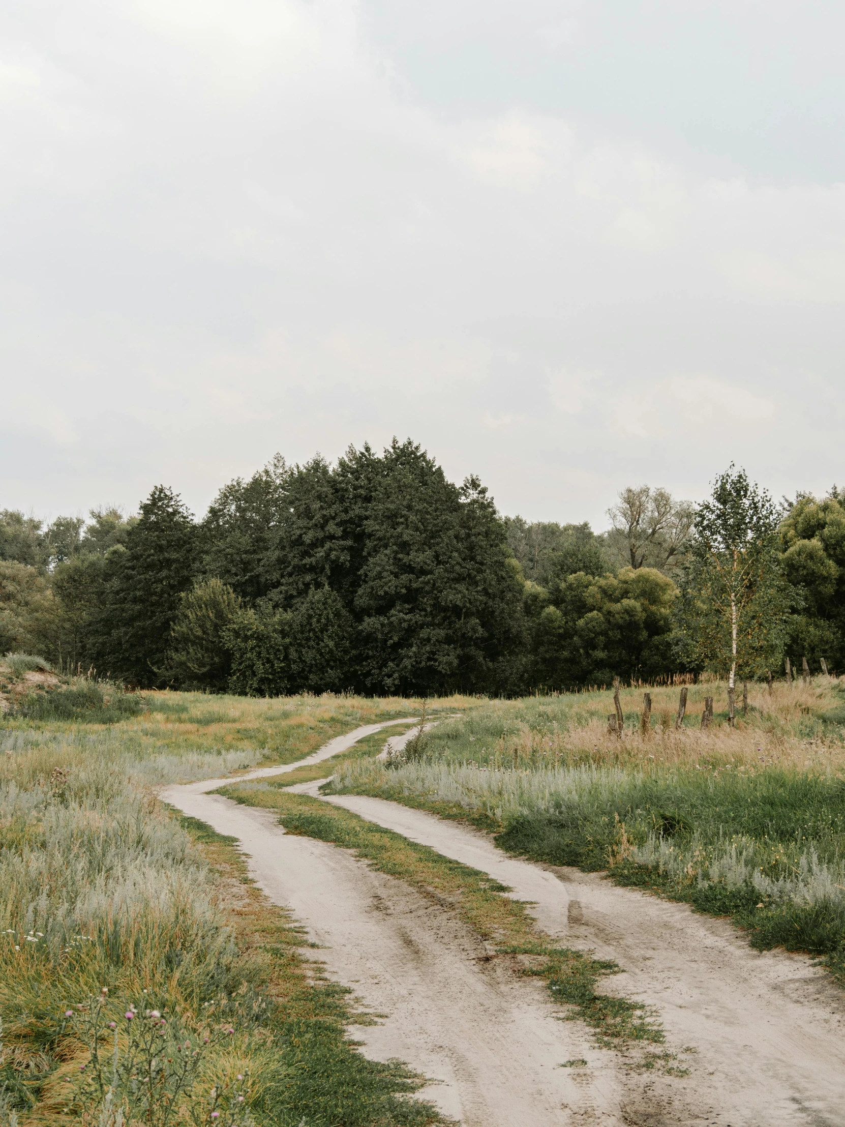 an empty road through a field in the middle of the woods