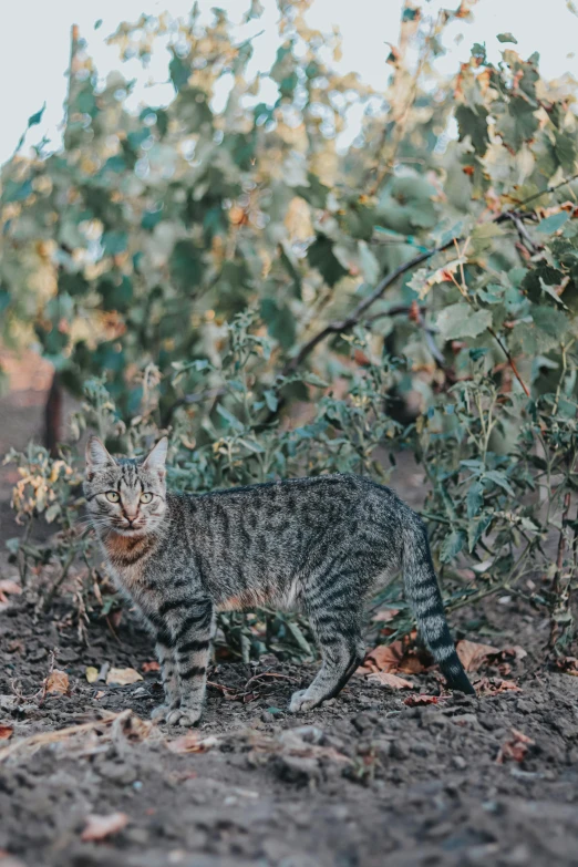 the cat stands among leaves in a grassy area