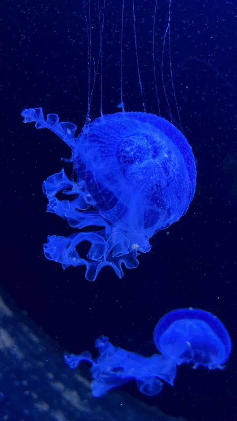 three blue jellyfish swimming together in a dark aquarium