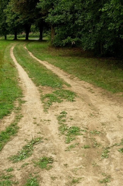 the path is a dirt road in the woods