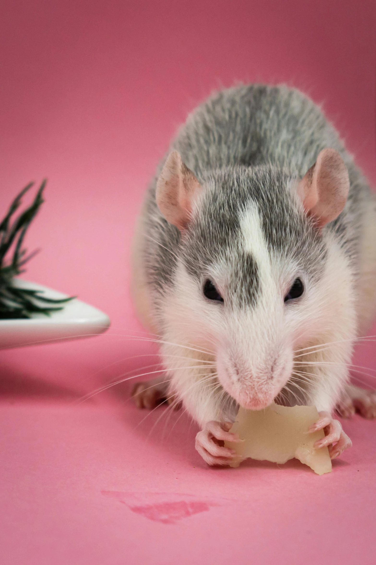 a gray and white rat holding a bone on a pink surface