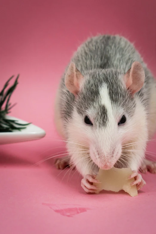 a gray and white rat holding a bone on a pink surface