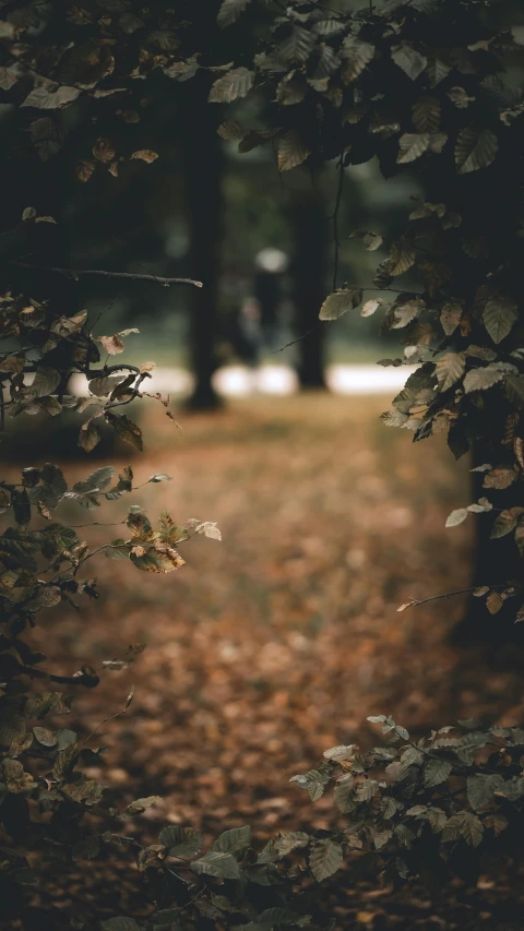 view of park with leaves in the foreground