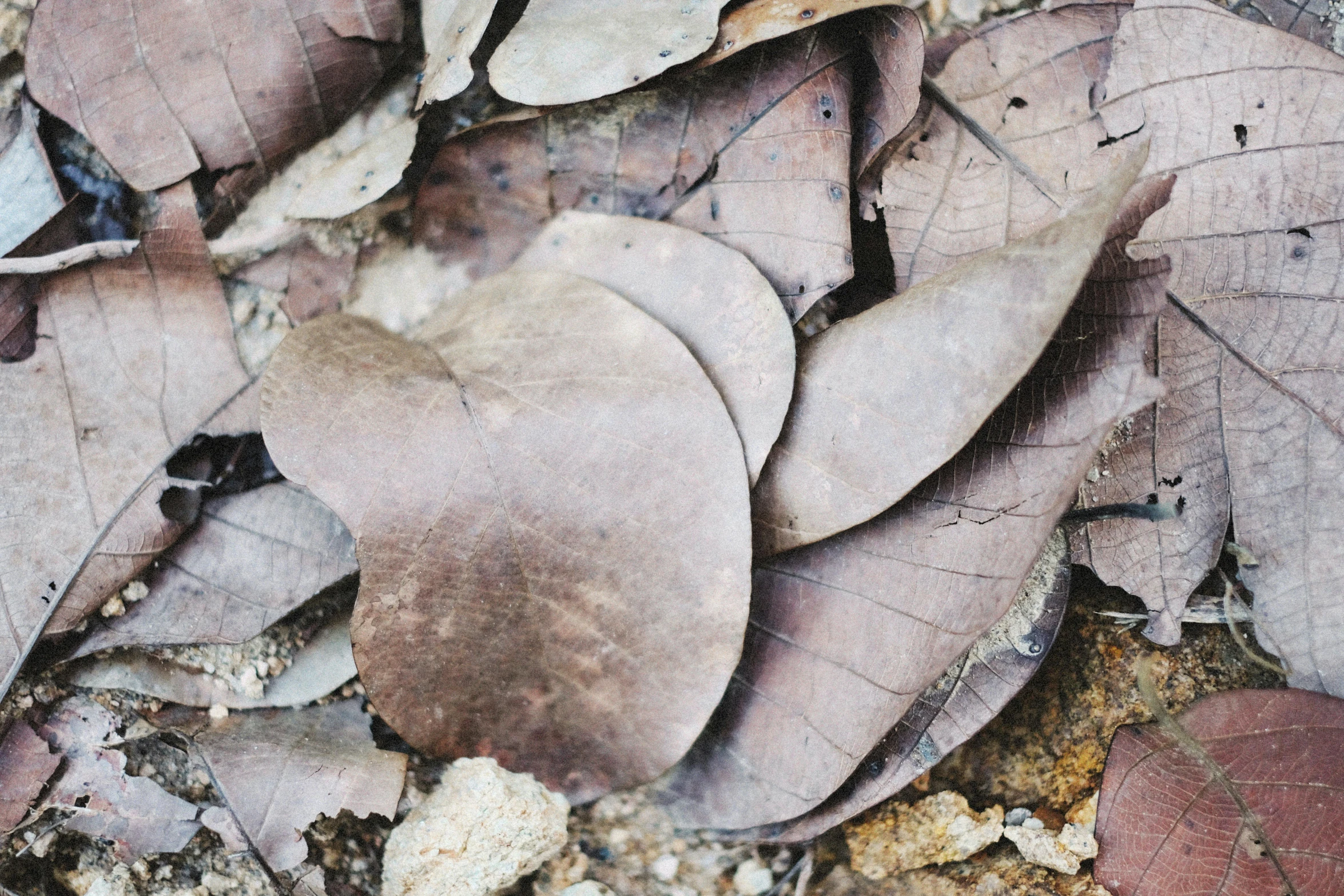 this is a close up of leaves on the ground