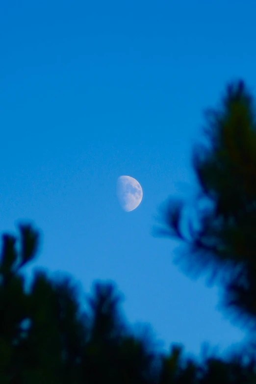 the moon is shining behind some trees at dusk