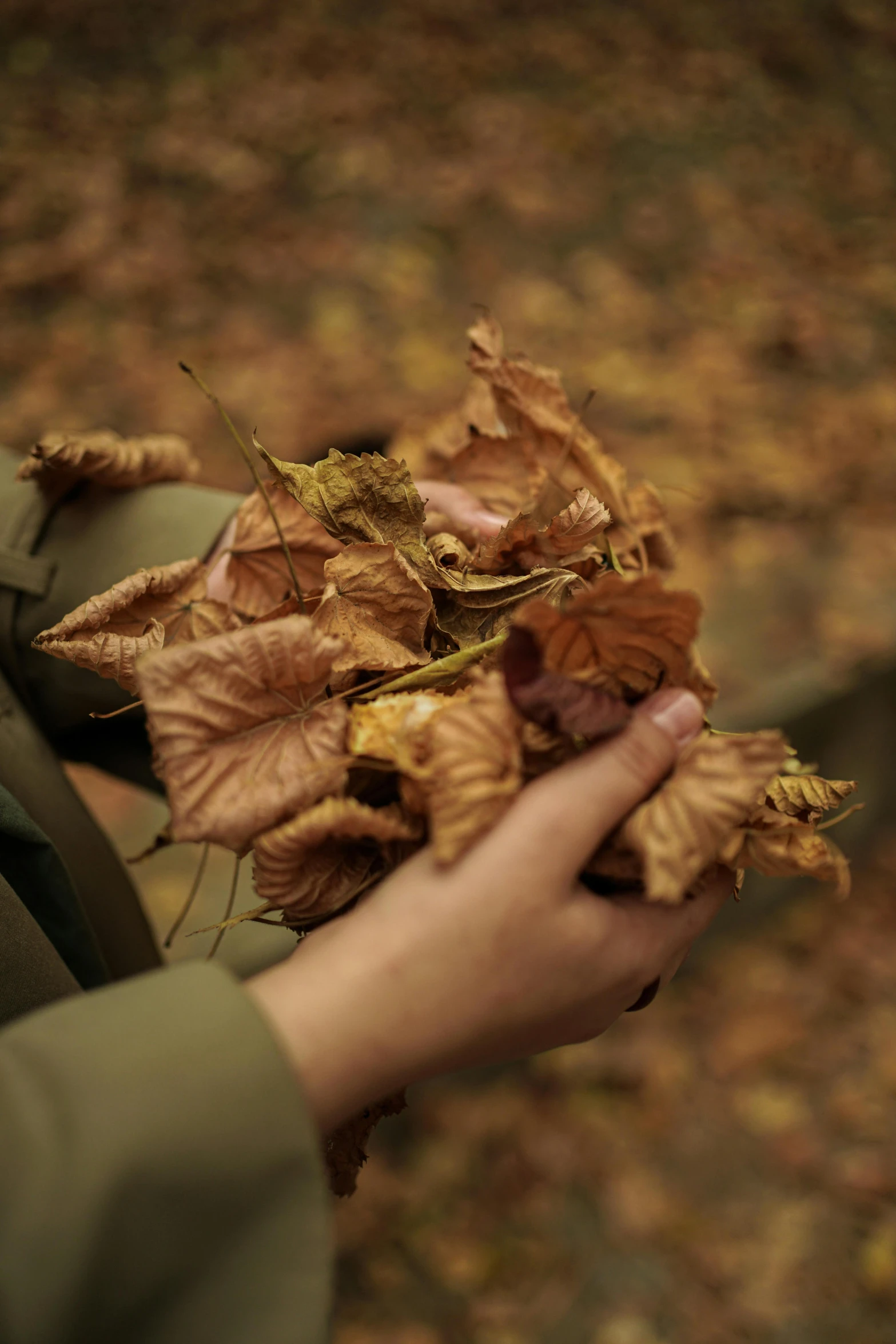 a person holds onto some leaves in the woods