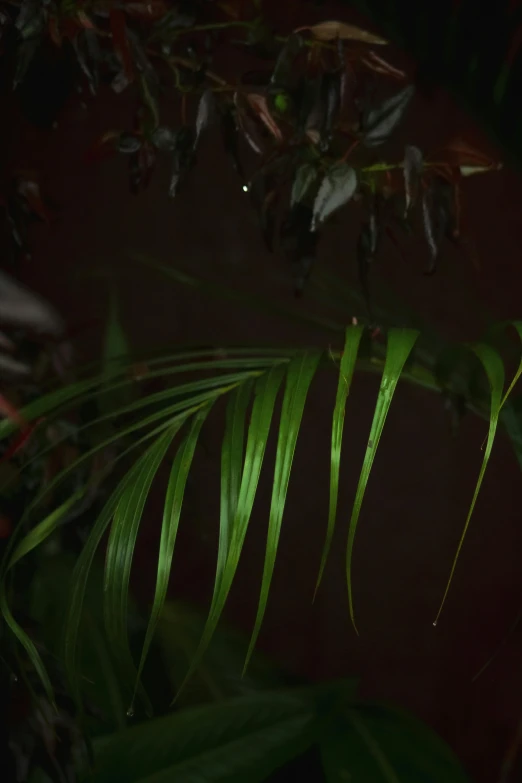 a green plant with long leaves in the dark