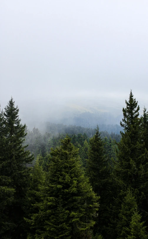 some trees with mountains in the background