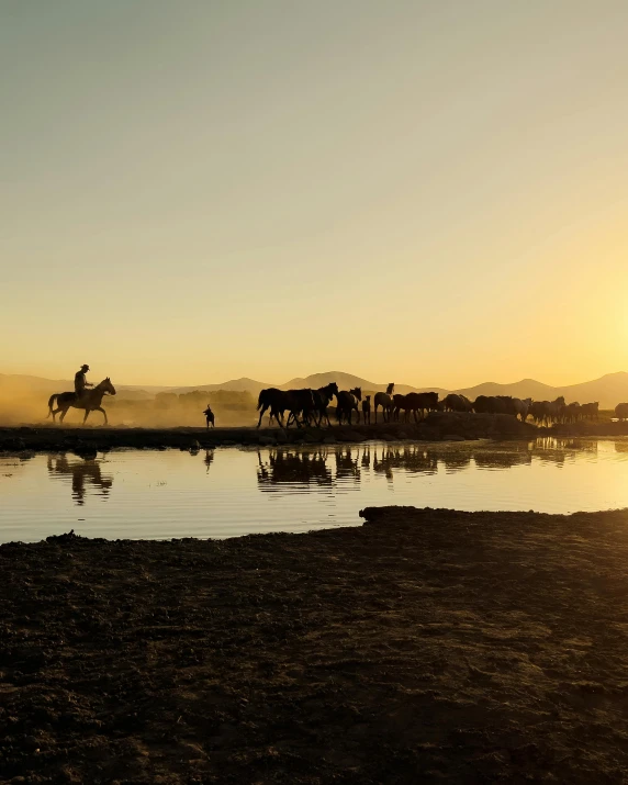 horses are following two people across a river