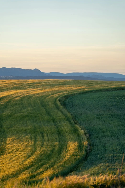 a lone cow in a vast green field