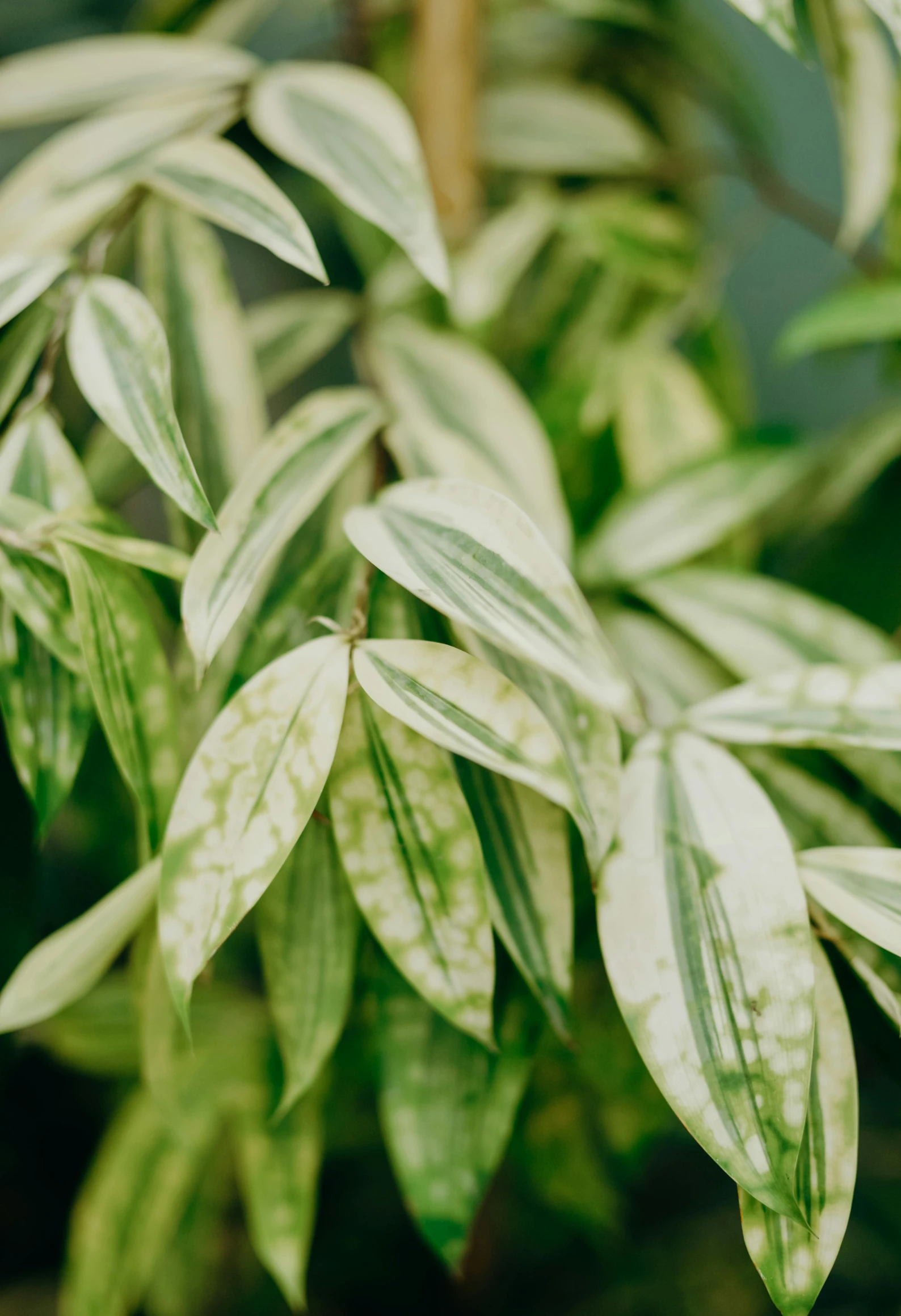 a close up of some green plants with leaves