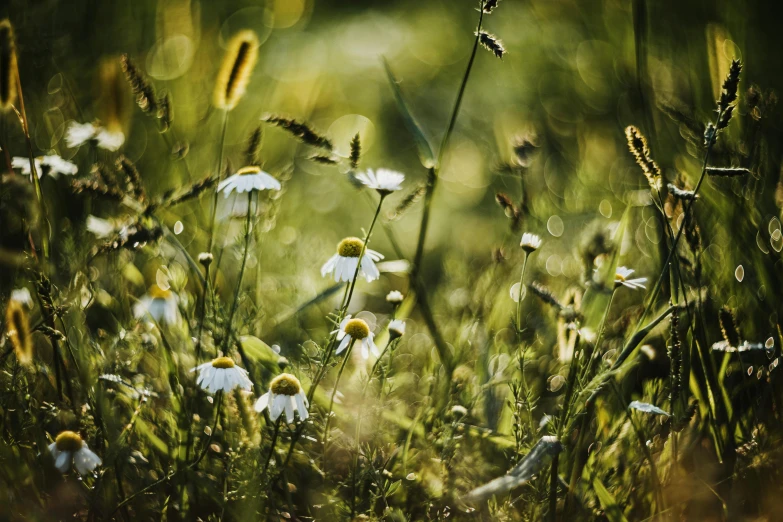 daisy in a field with dewdrops on the grass