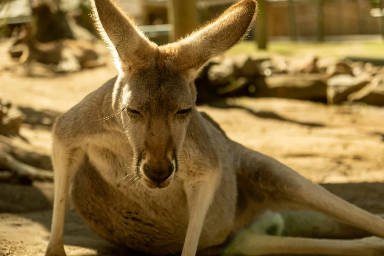 a kangaroo looks in the distance while sitting on the ground