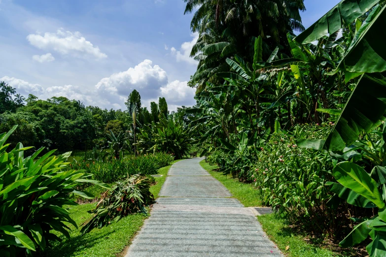 there are several green plants near the concrete pathway