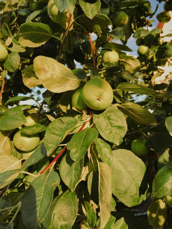 many fruit grows on a tree during the daytime