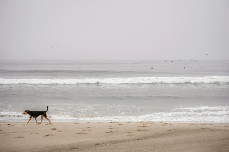dog walking along beach near body of water