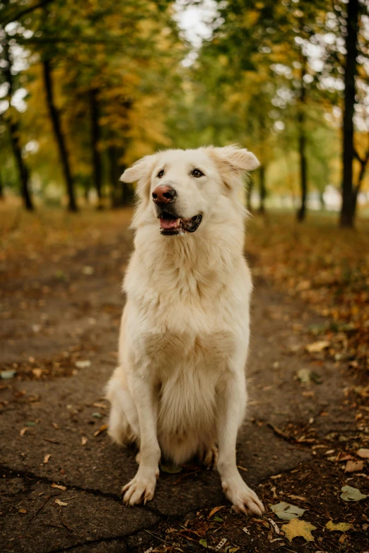 a dog sitting on a path in a forest