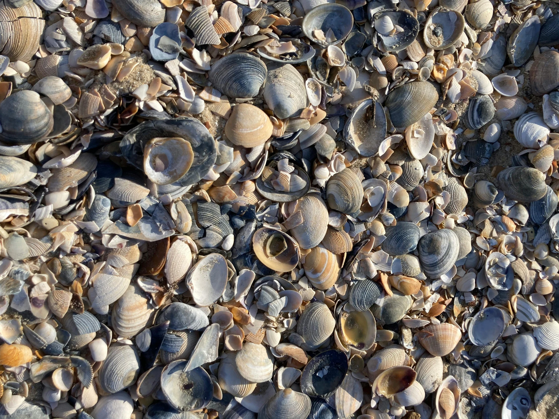 many different sea shells on the ground in a pile