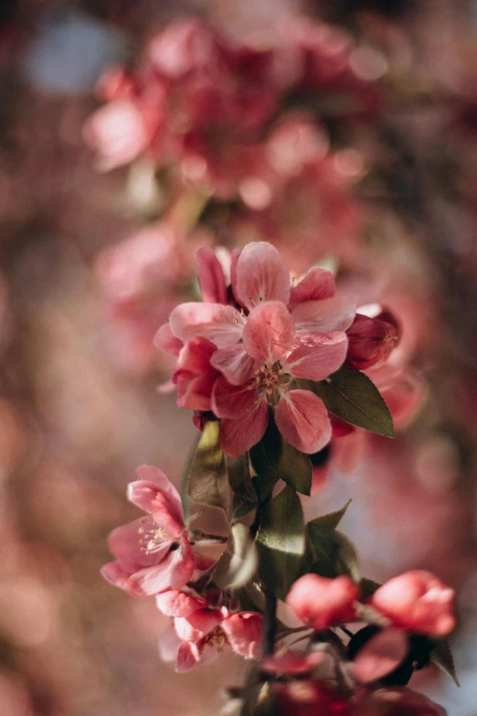 closeup of a pink flower with lots of leaves