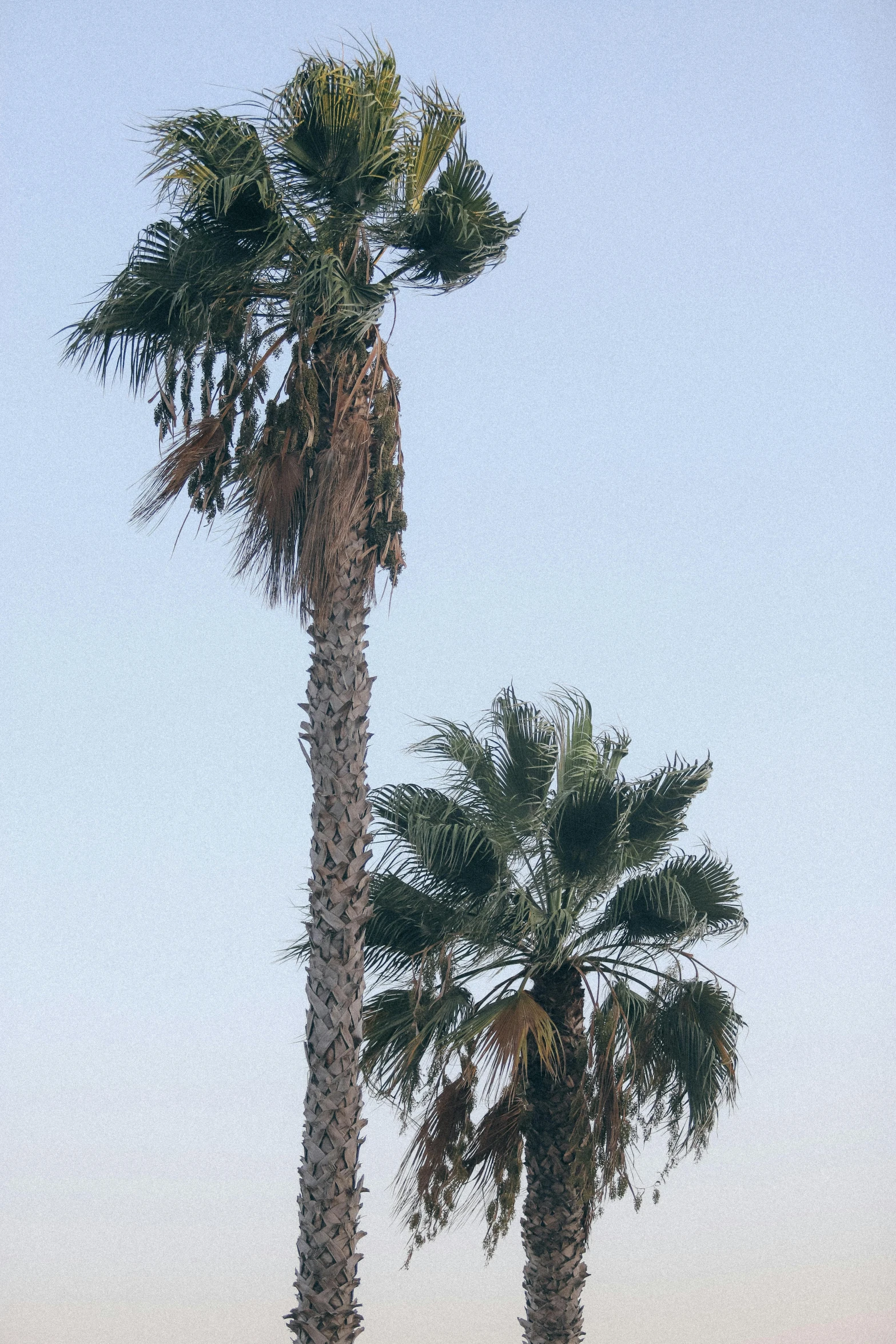 palm trees on the beach against a blue sky