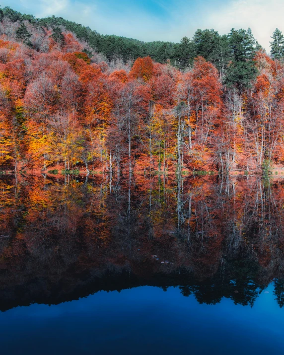 a beautiful, leafy wooded area near a mountain lake in autumn