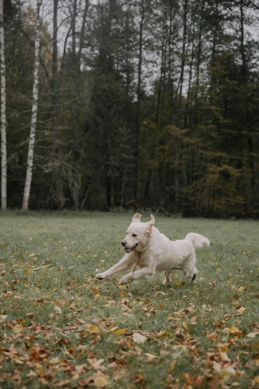 a white dog running on green grass next to trees