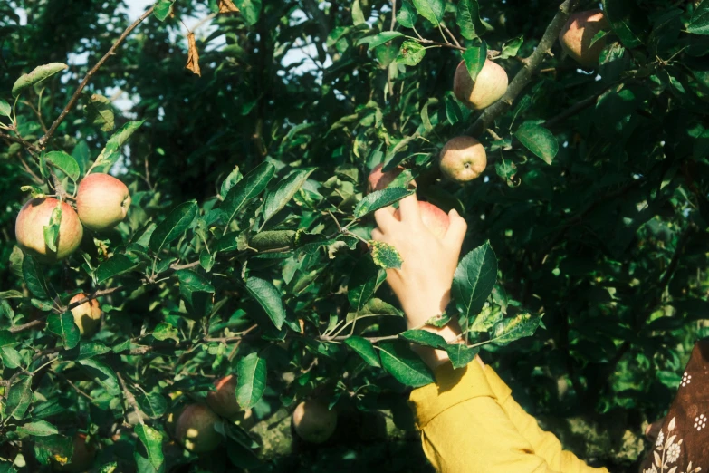 a person reaching to pick up apples on the tree