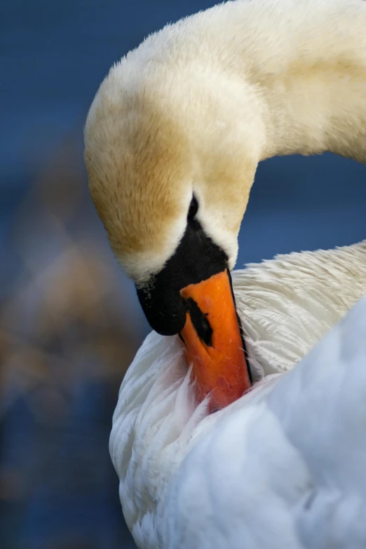 a duck is looking at its head while standing in the water