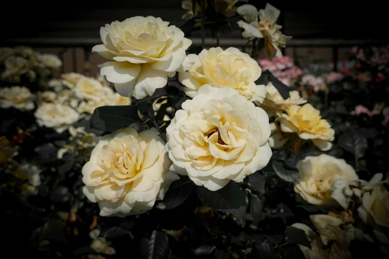 a bush filled with yellow flowers next to a house