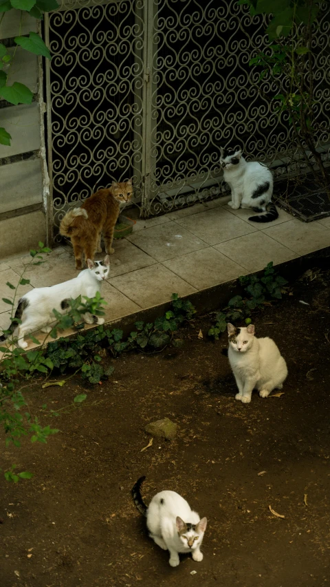 a group of cats that are sitting in the dirt