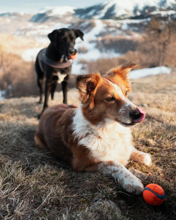 two dogs are playing together with a ball in the grass