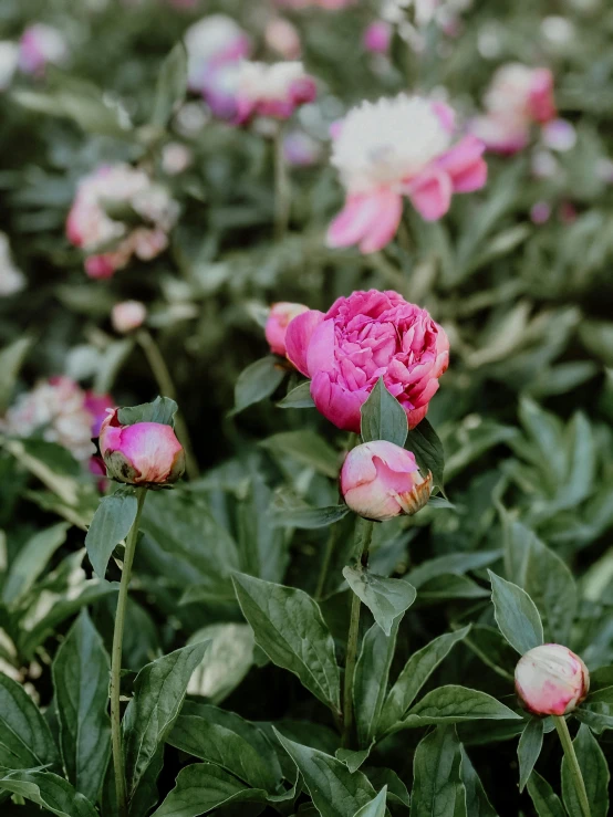 some pink flowers growing in a field of green grass