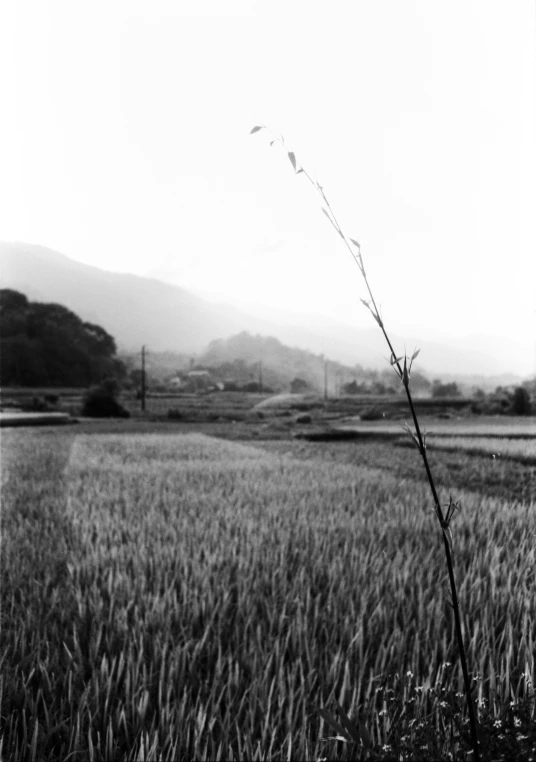 a single plant is in a field with hills in the background