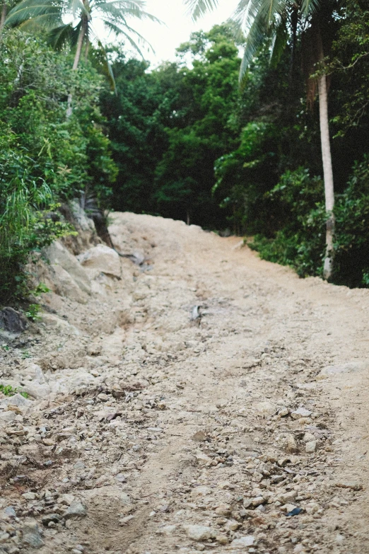 the dirt road is lined by thick greenery