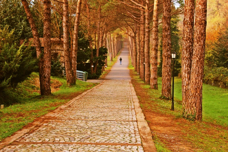 a walkway between trees in the park area