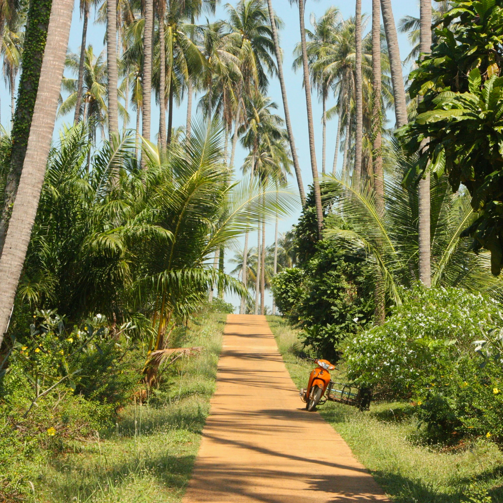 a dirt road through the trees with palm trees on both sides