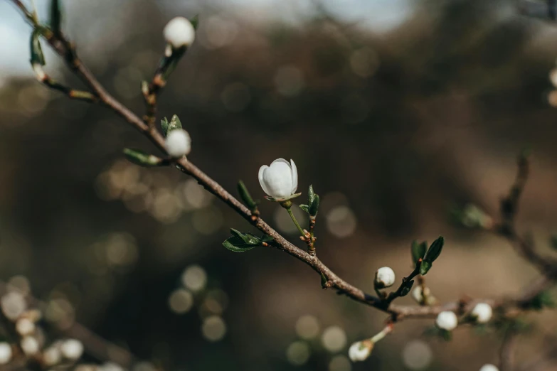 some buds of small white flowers on a tree nch