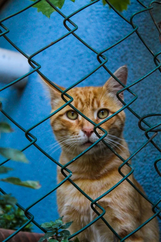 an orange cat with blue eyes behind a chain link fence