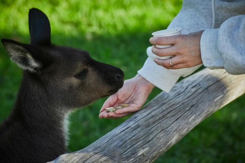 a woman feeding a baby goat with a container