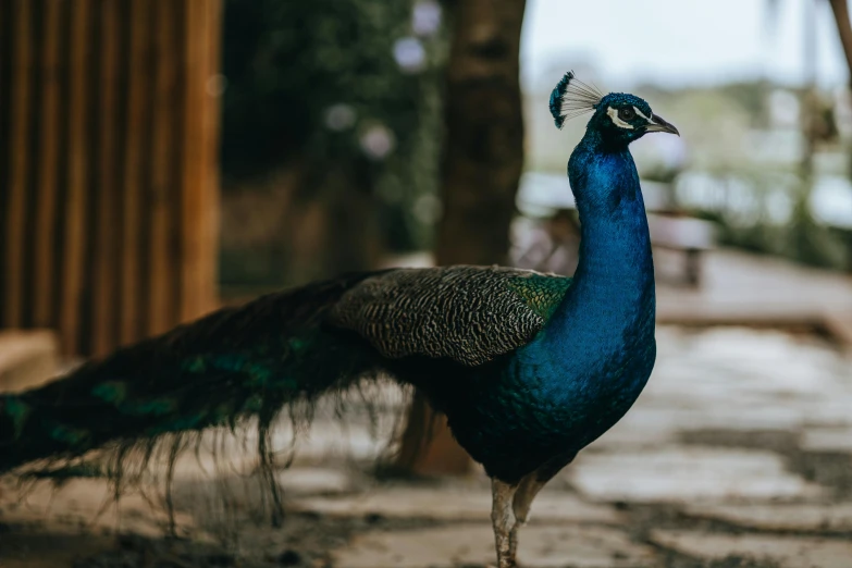 peacock with feathers open walking down a sidewalk