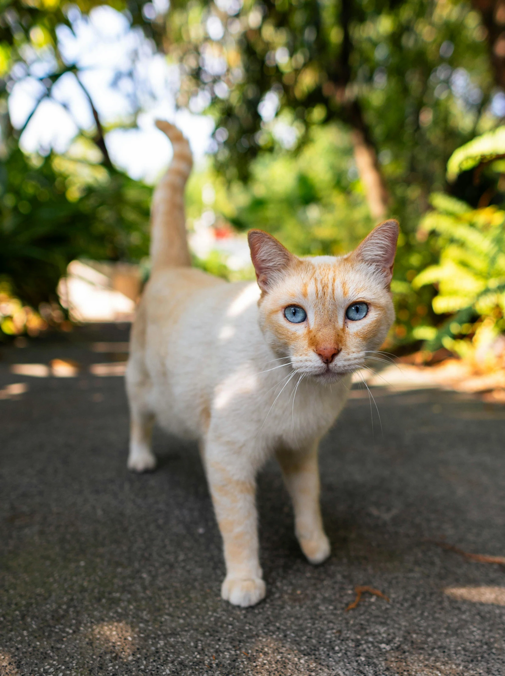 a white and orange cat standing on the pavement